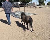 miniature-horse-for-sale