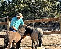 pulls-a-cart-horse