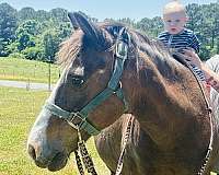 pony