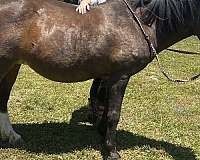 pony-for-sale