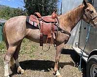 red-roan-smha-mare