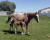 red-roan-smha-horse