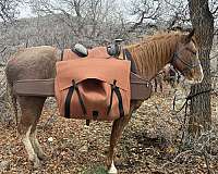 smha-spotted-saddle-horse