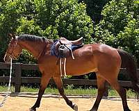 white-holsteiner-for-sale