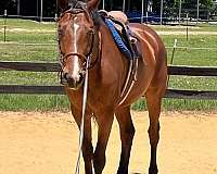 chestnut-mare-oldenburg-horse