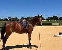 in-training-oldenburg-horse