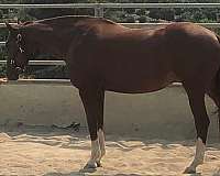 three-year-old-oldenburg-horse