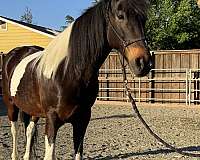 flashy-spotted-saddle-horse