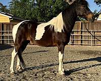 gaited-spotted-saddle-horse