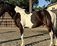 trail-riding-spotted-saddle-horse