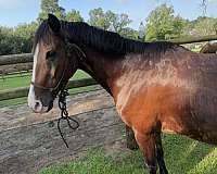 tennessee-walking-gelding