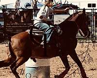 tennessee-walking-horse-for-sale