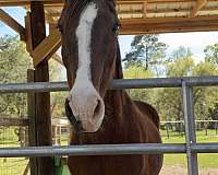 tennessee-walking-horse