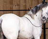 homozygous-ee-lplp-patn1patn1-horse