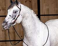 black-homozygous-ee-lplp-patn1patn1-horse
