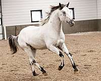 leooard-complex-appaloosa-horse