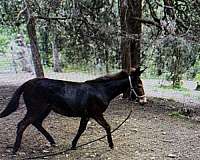 light-muzzle-donkey