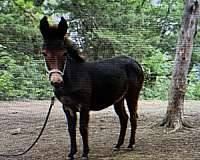 brown-light-muzzle-donkey