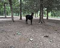 light-muzzle