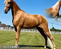 hollywood-tennessee-walking-horse