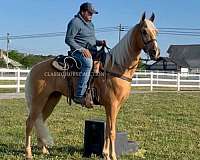 all-tennessee-walking-horse