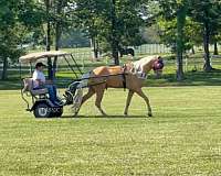 around-tennessee-walking-horse