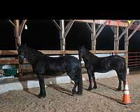 trained-working-friesian-horse