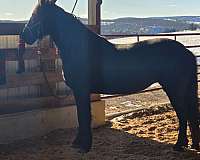 trained-working-weanling