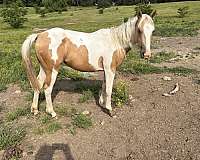 tobiano-spotted-palomino-horse