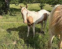 spotted-palomino