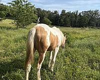 spotted-palomino-horse
