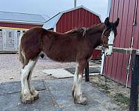 three-white-stockings-wide-blaze-horse