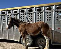 bay-three-white-stockings-wide-blaze-horse