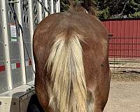 easy-to-haul-clydesdale-horse
