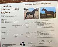 black-none-horse