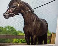 breeding-miniature-horse
