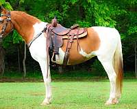 all-around-paint-horse