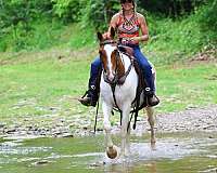 endurance-paint-horse