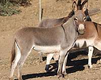 donkeys-miniature-donkey