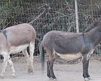 donkeys-miniature-mare