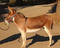donkeys-miniature-donkey-horse