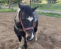 paint-pony-for-sale
