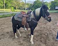 paint-pony-mare