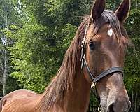performance-hackney-horse