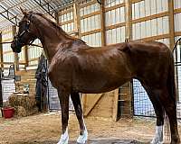 show-hackney-horse
