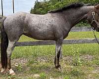 welsh-pony-mare