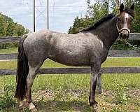 welsh-pony-for-sale