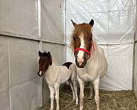 miniature-mare
