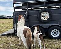 miniature-horse-for-sale