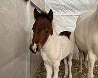 miniature-horse